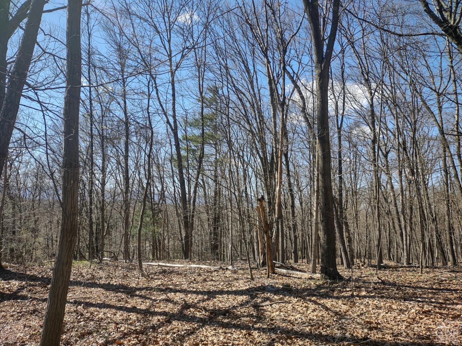 a view of outdoor space and tree