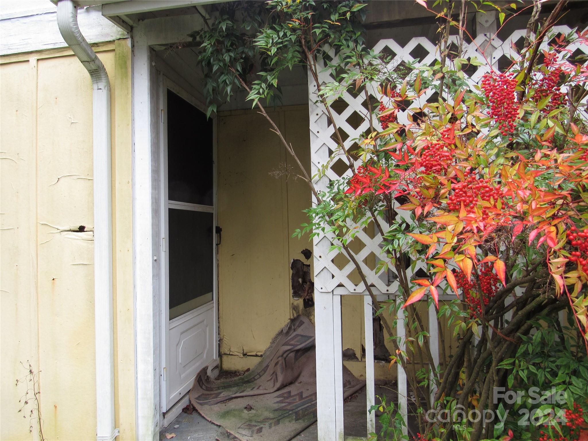 a plant that is in front of a door