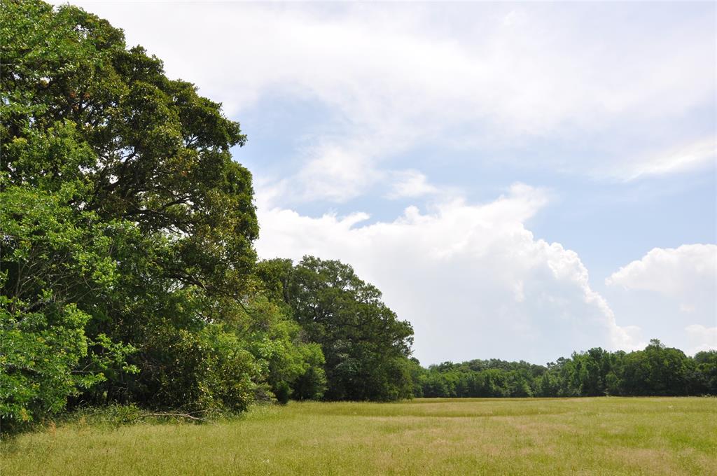 a view of an ocean and trees