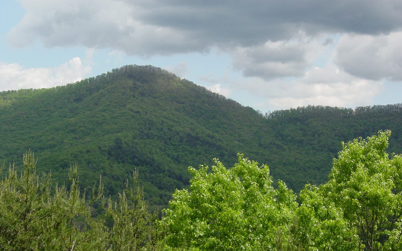 a view of a green field with lots of bushes