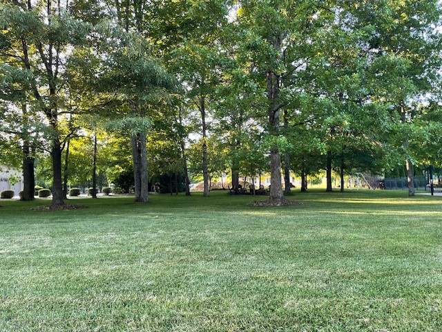 a view of a trees in a yard