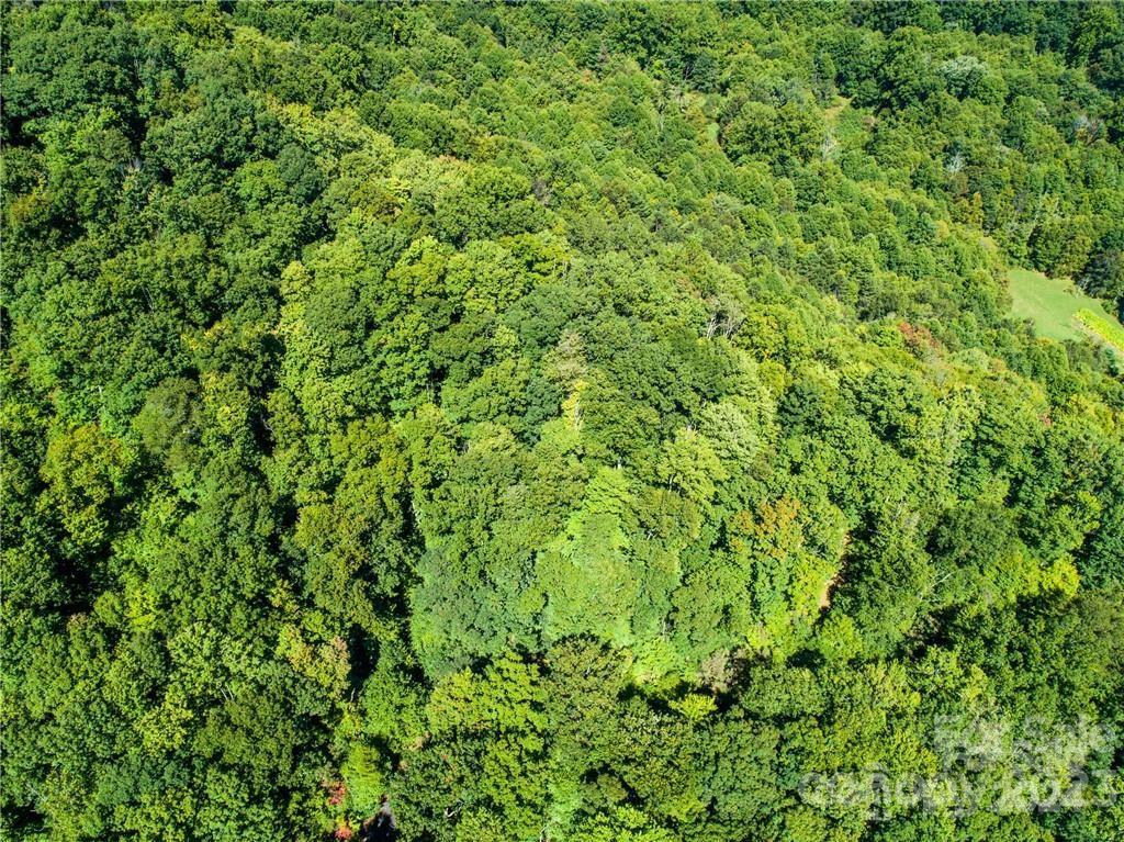 a view of a lush green space