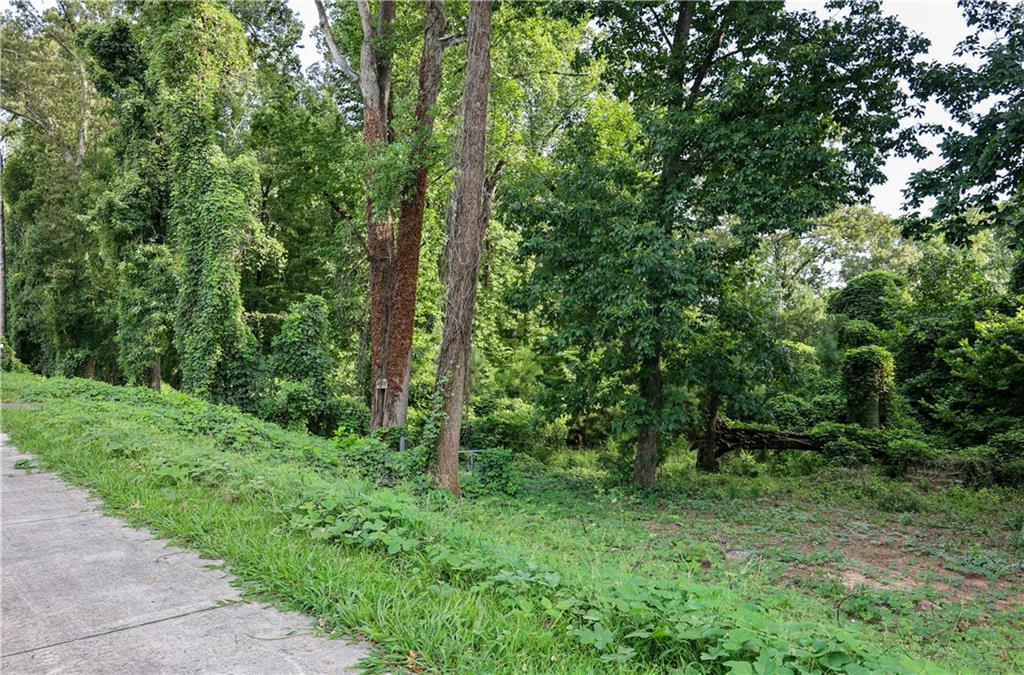 a view of a lush green forest