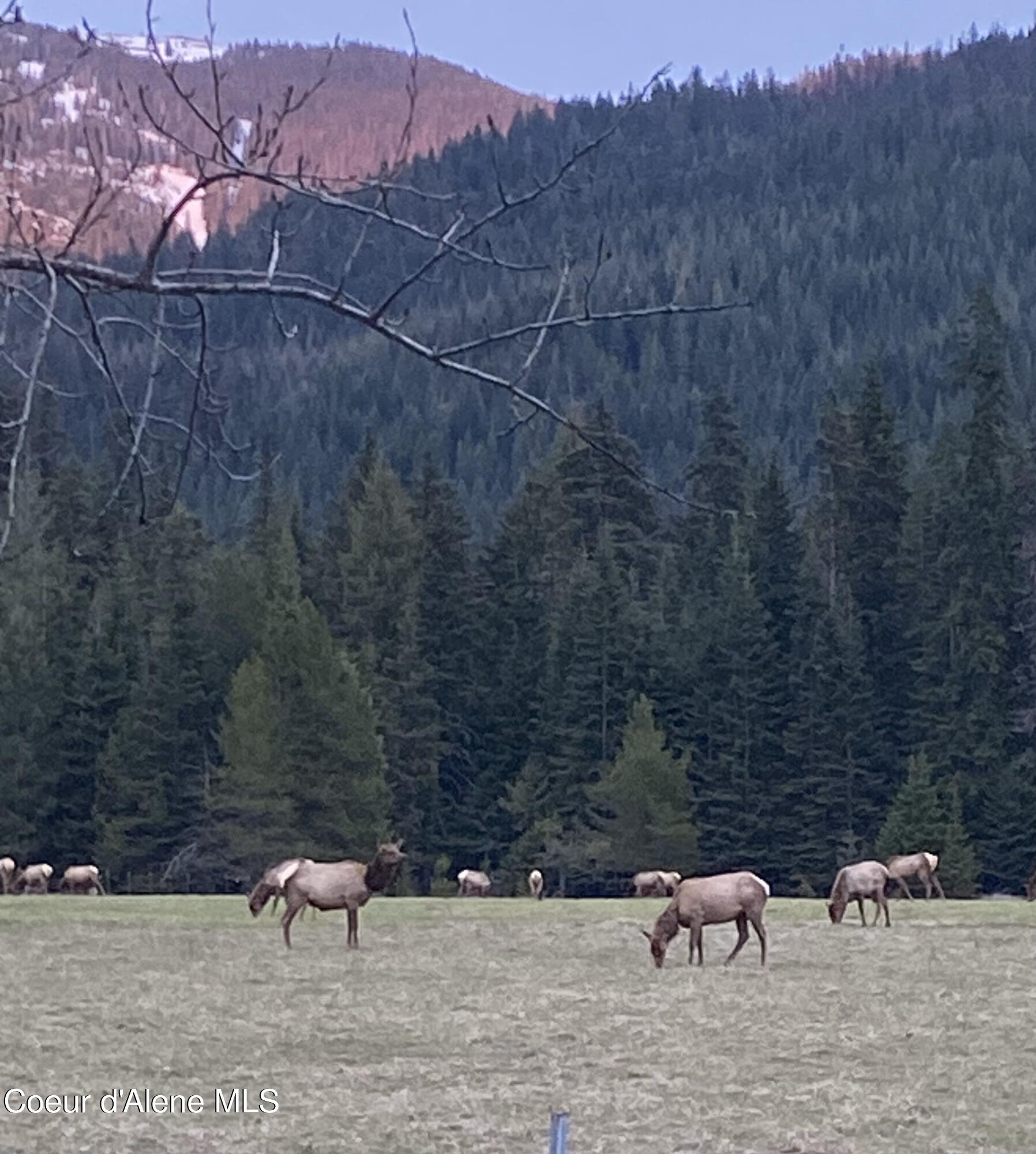 Elk 2