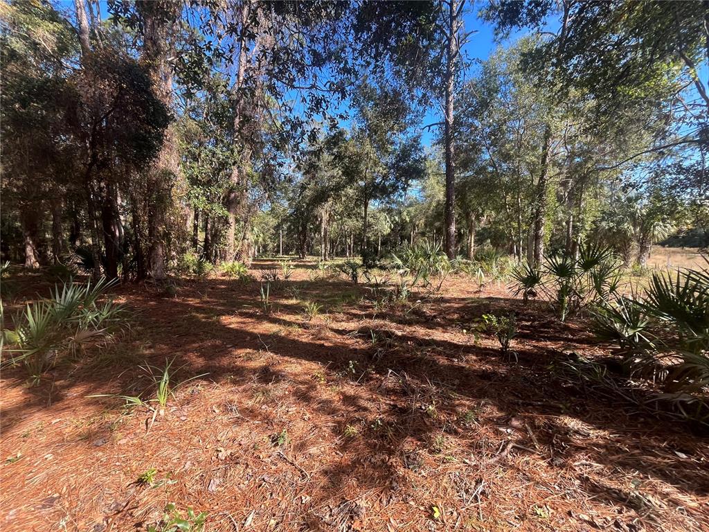 a view of outdoor space with trees