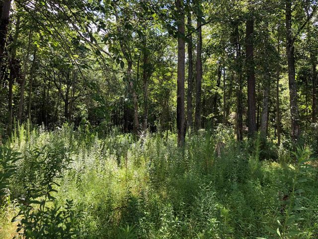 $50,000 | 2 Red Bluff Road