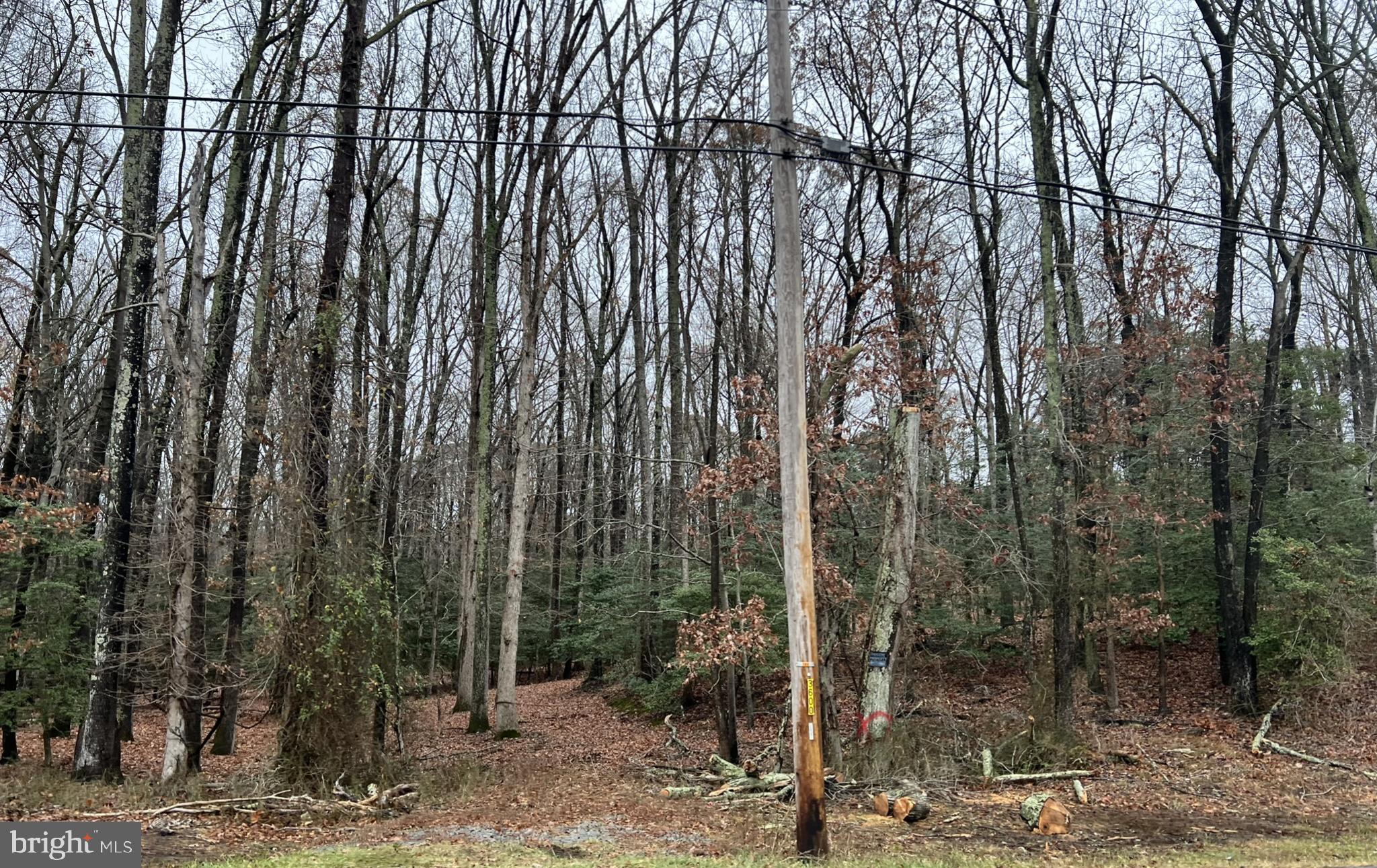 a view of a forest filled with trees