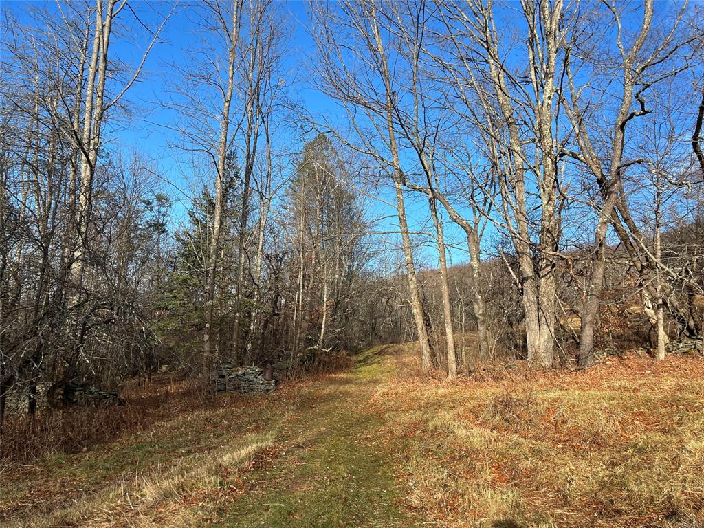 View of local wilderness