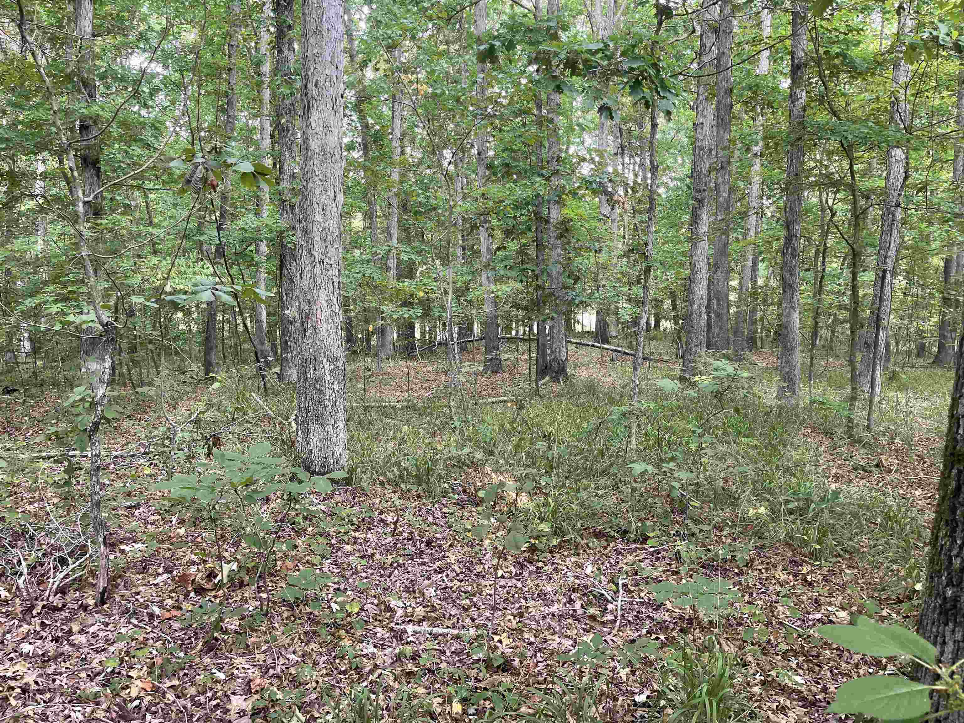 a view of a forest with trees in the background