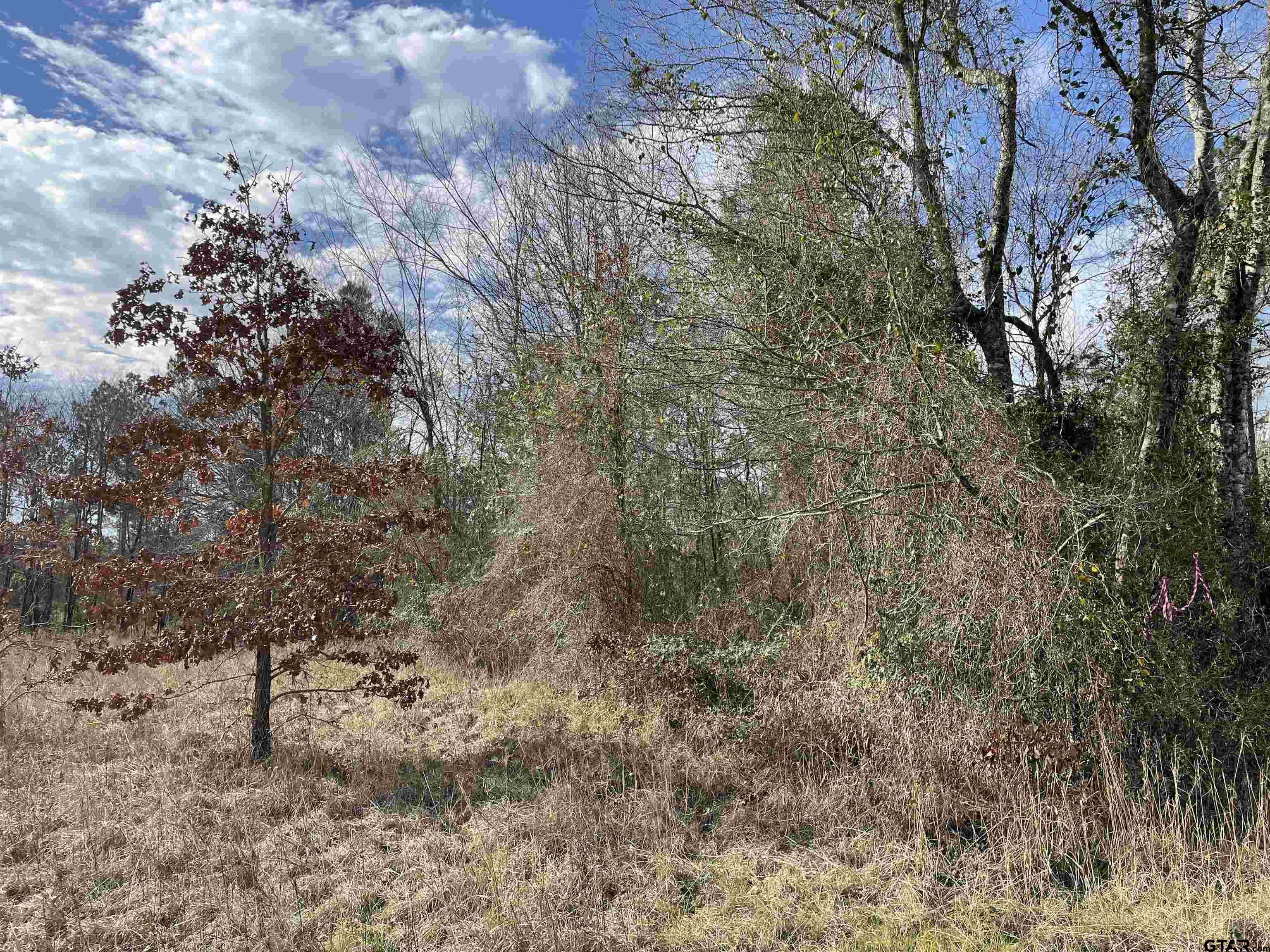 a view of a forest with lots of trees