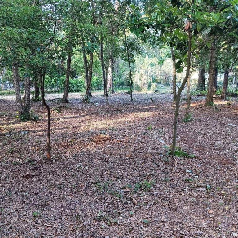 a view of outdoor space with lots of trees