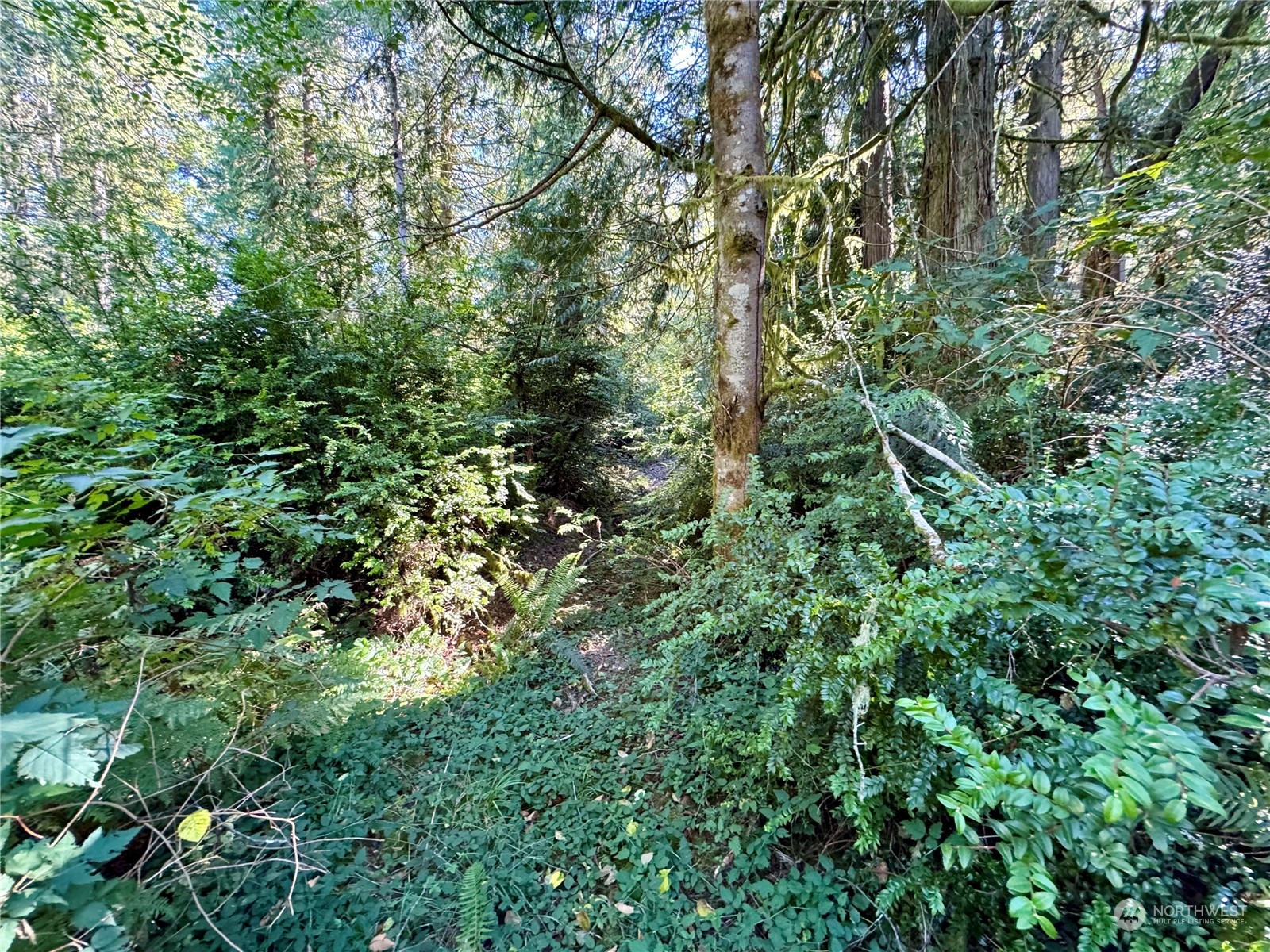 a view of a lush green forest