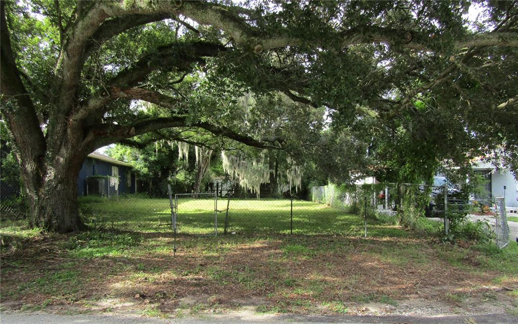 a view of a tree in a yard