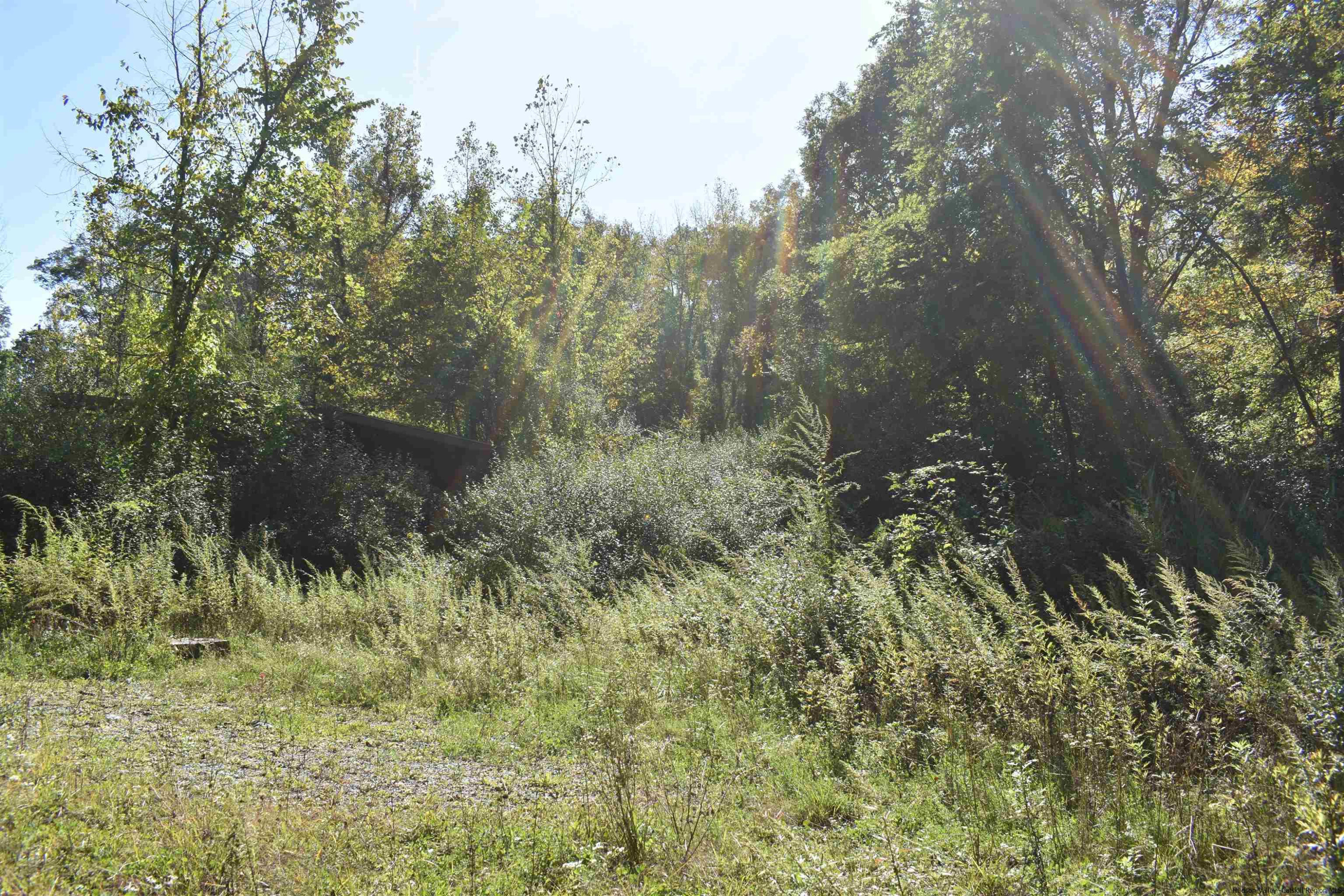 a view of a lush green forest with lots of trees