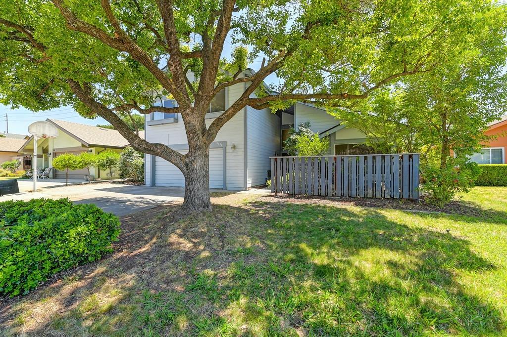 a view of a yard with large tree and wooden fence