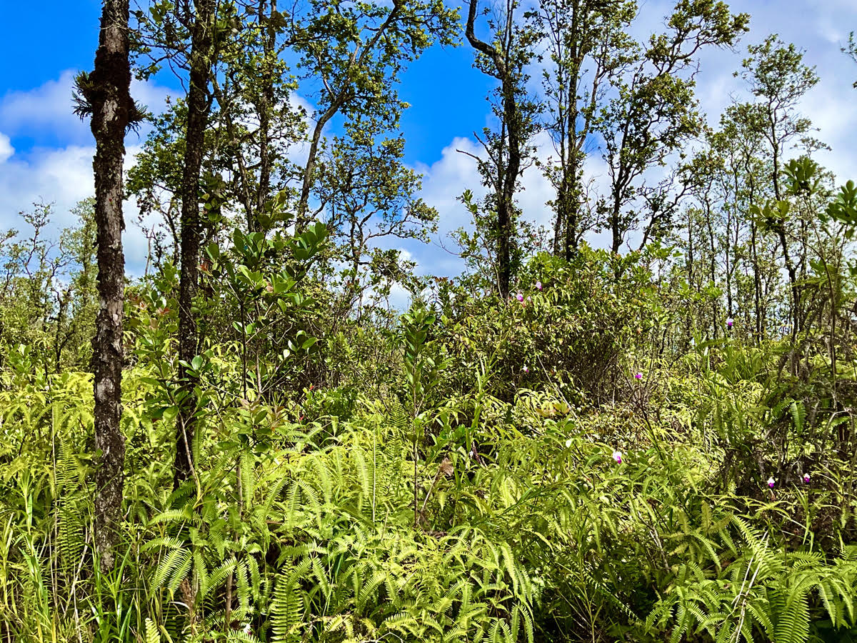 a view of a tree