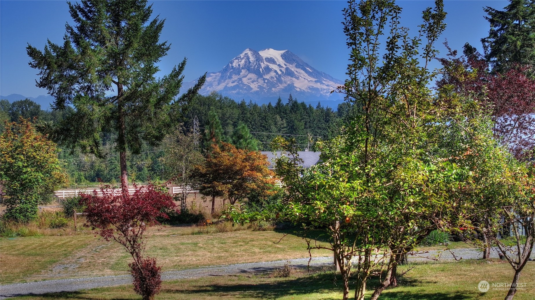 a view of a yard with an tree