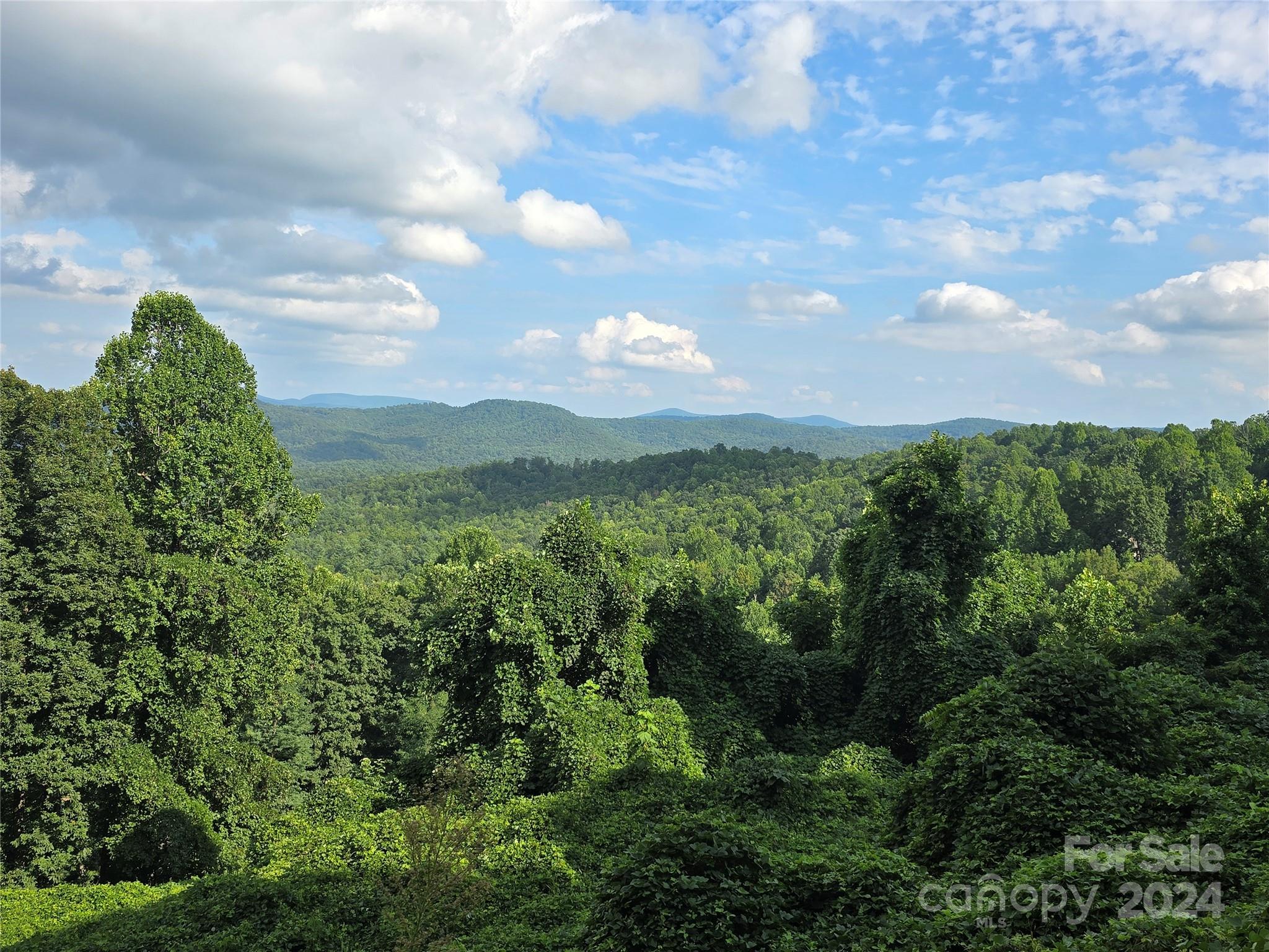 a view of a bunch of trees and bushes