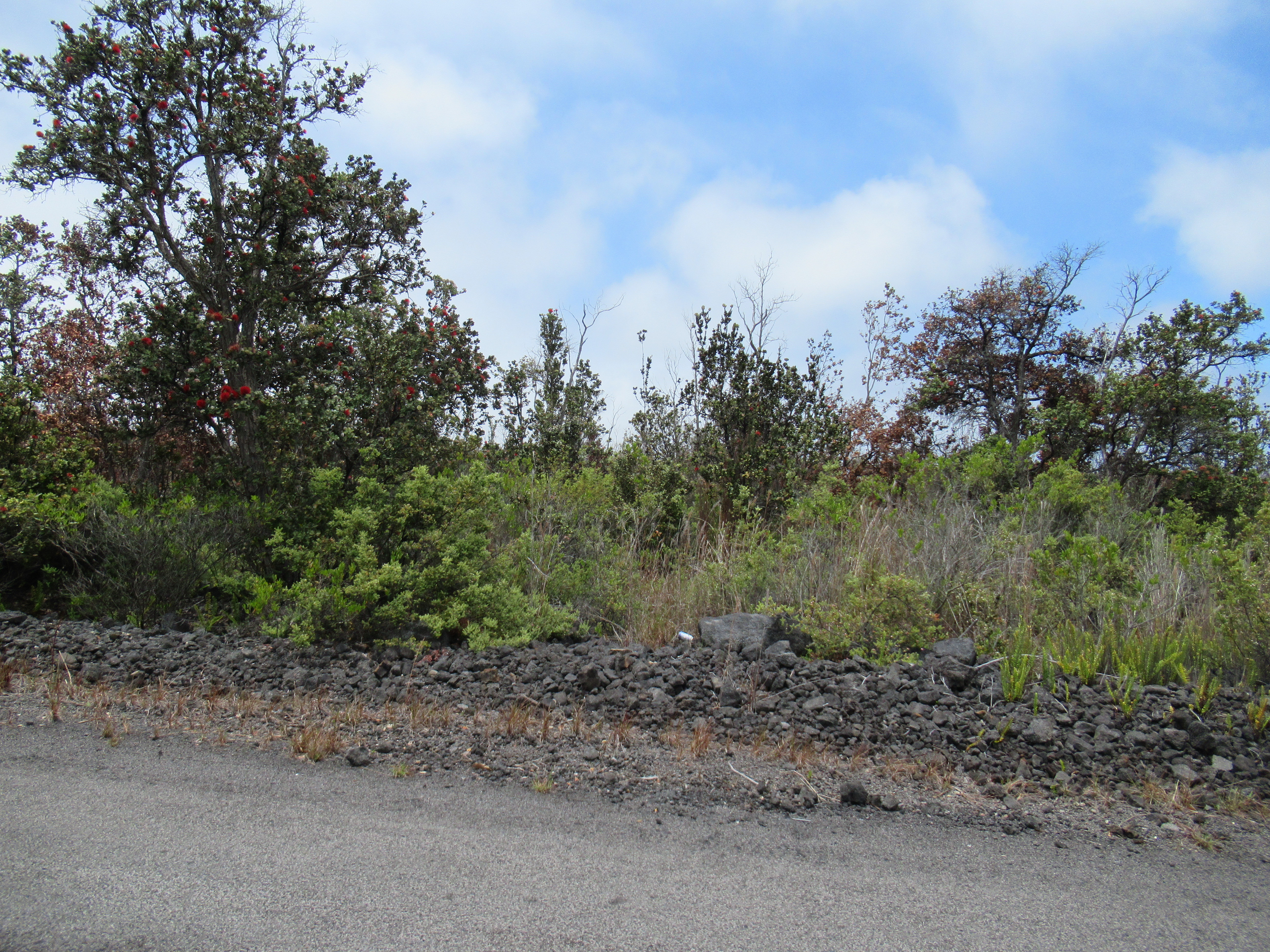 a view of a covered with trees in the background