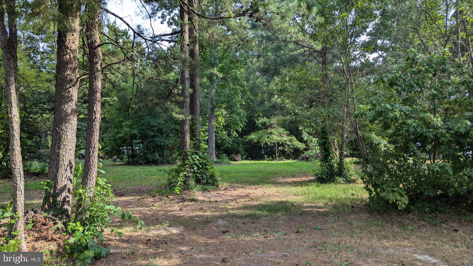 a view of a yard with a trees