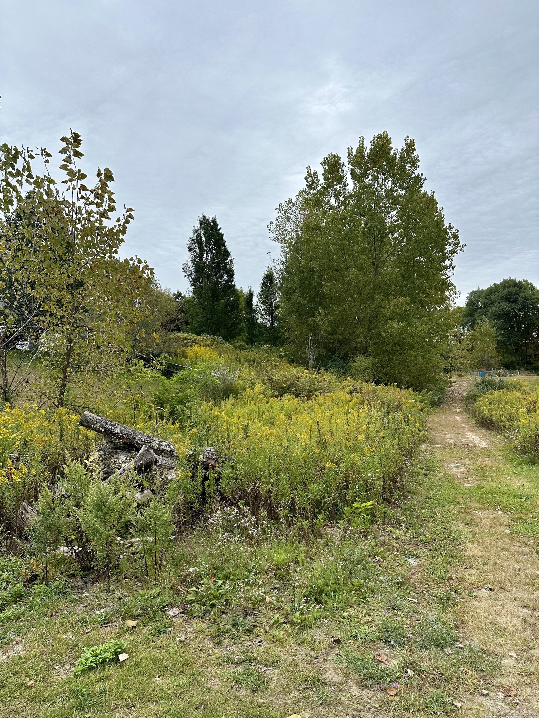 a view of a yard with a tree