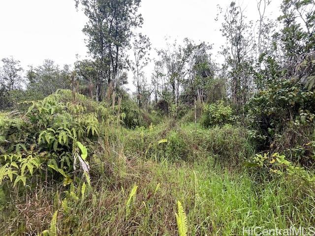 a view of a lush green forest