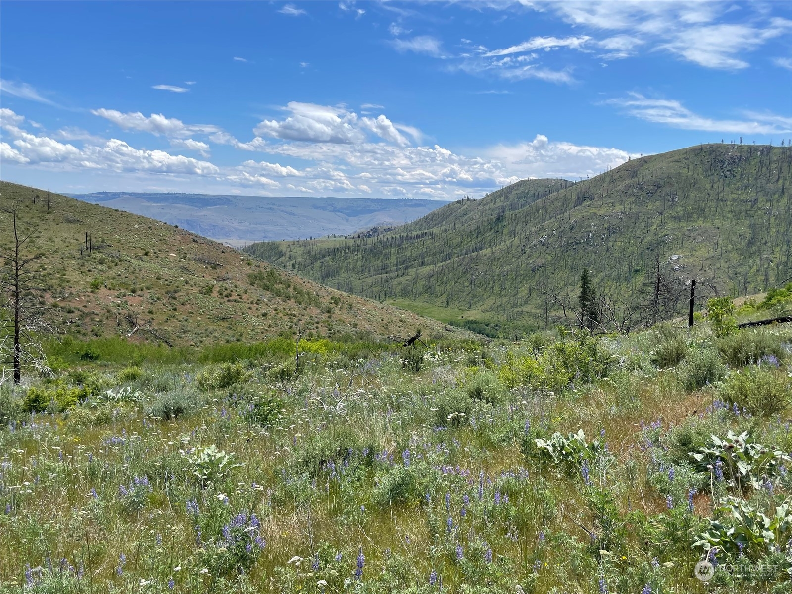 a view of a lush green forest with mountains in the background