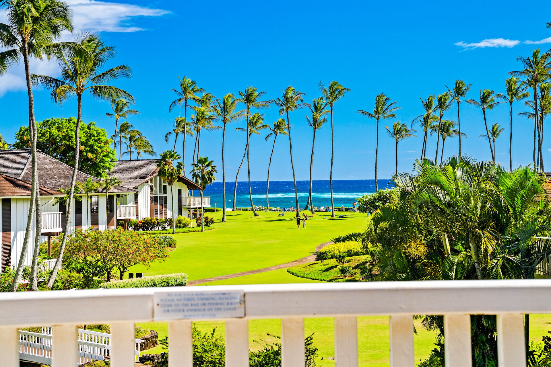 a view of a yard with palm trees