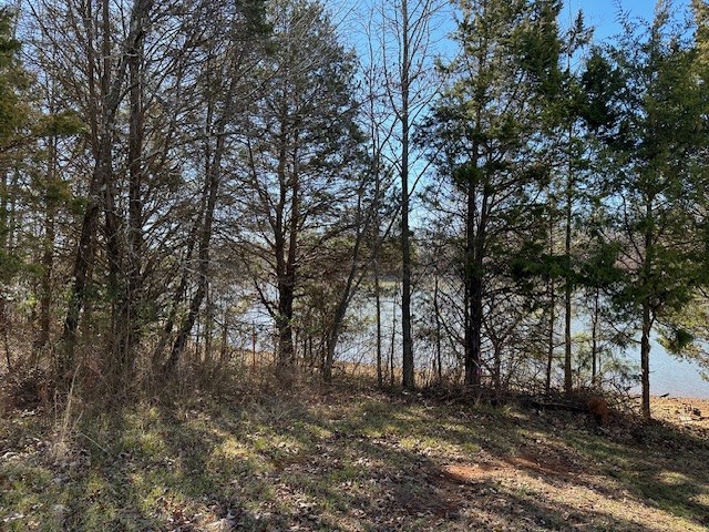 a view of a forest with trees in the background