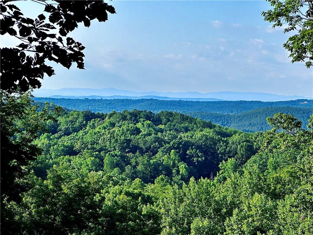 a view of a bunch of trees and bushes