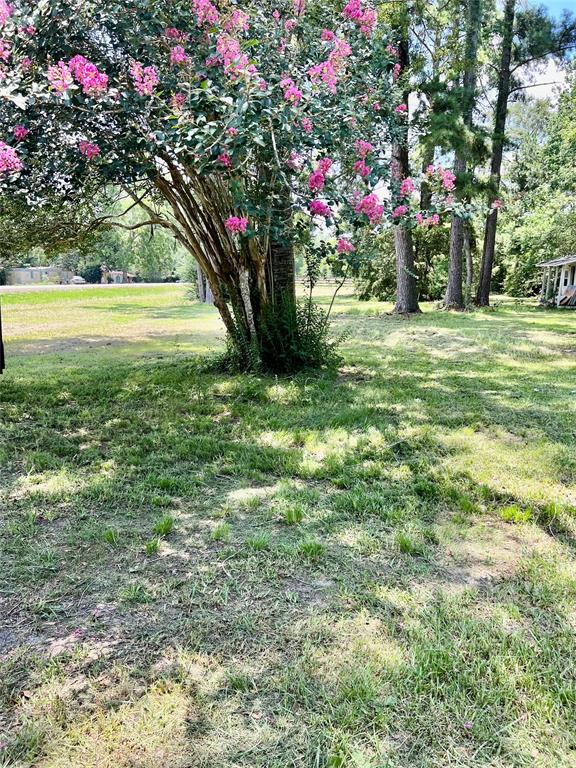 a view of a tree in a yard with potted plants and large trees