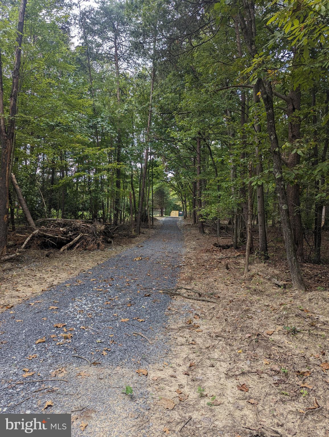 a view of a forest with trees in the background