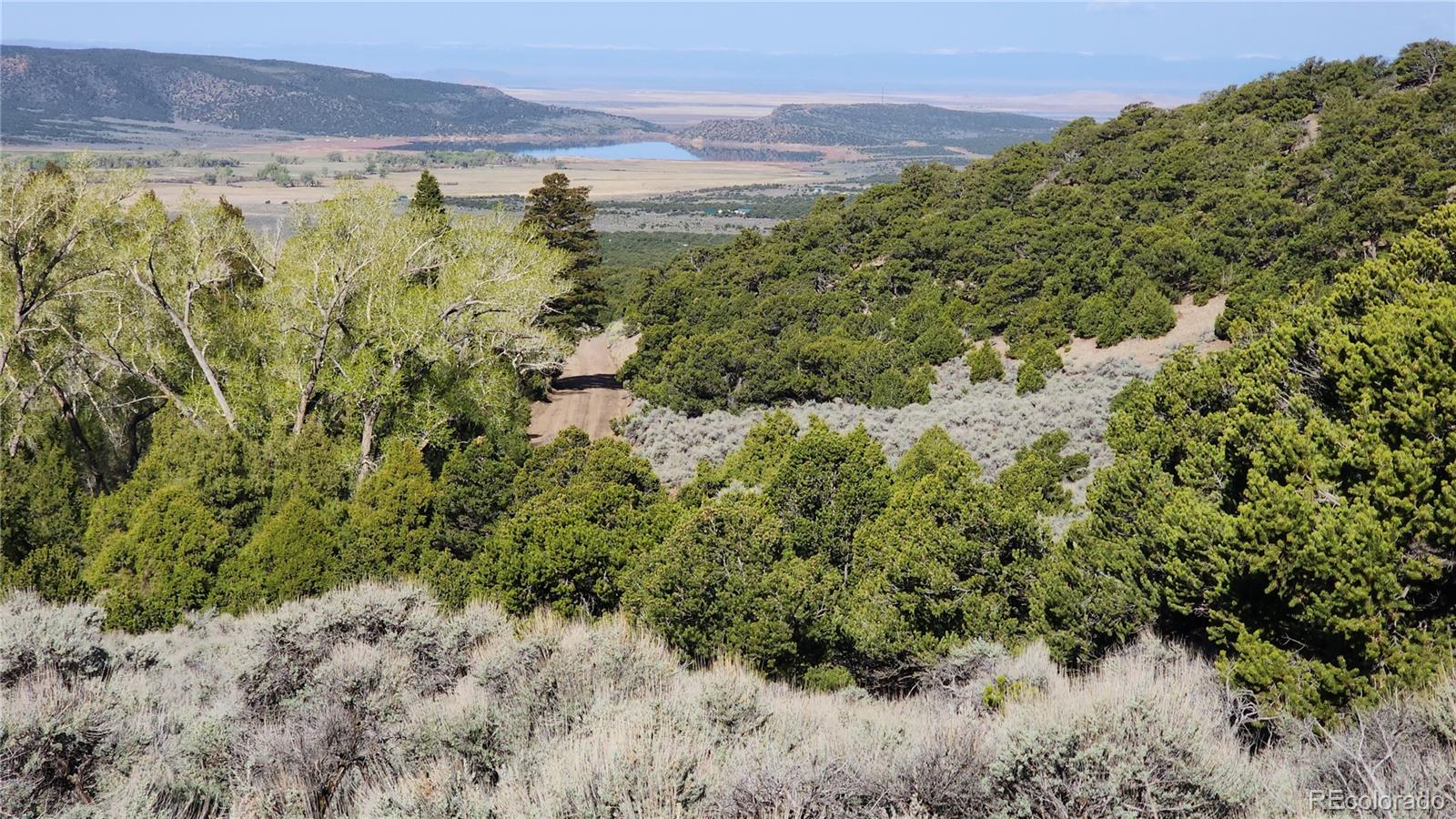 a view of a forest with a lake