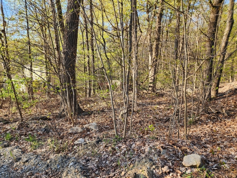 a view of a yard with a trees