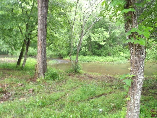 a view of a lush green forest