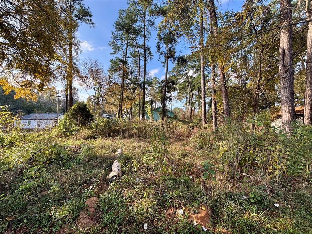 a view of a yard with large trees