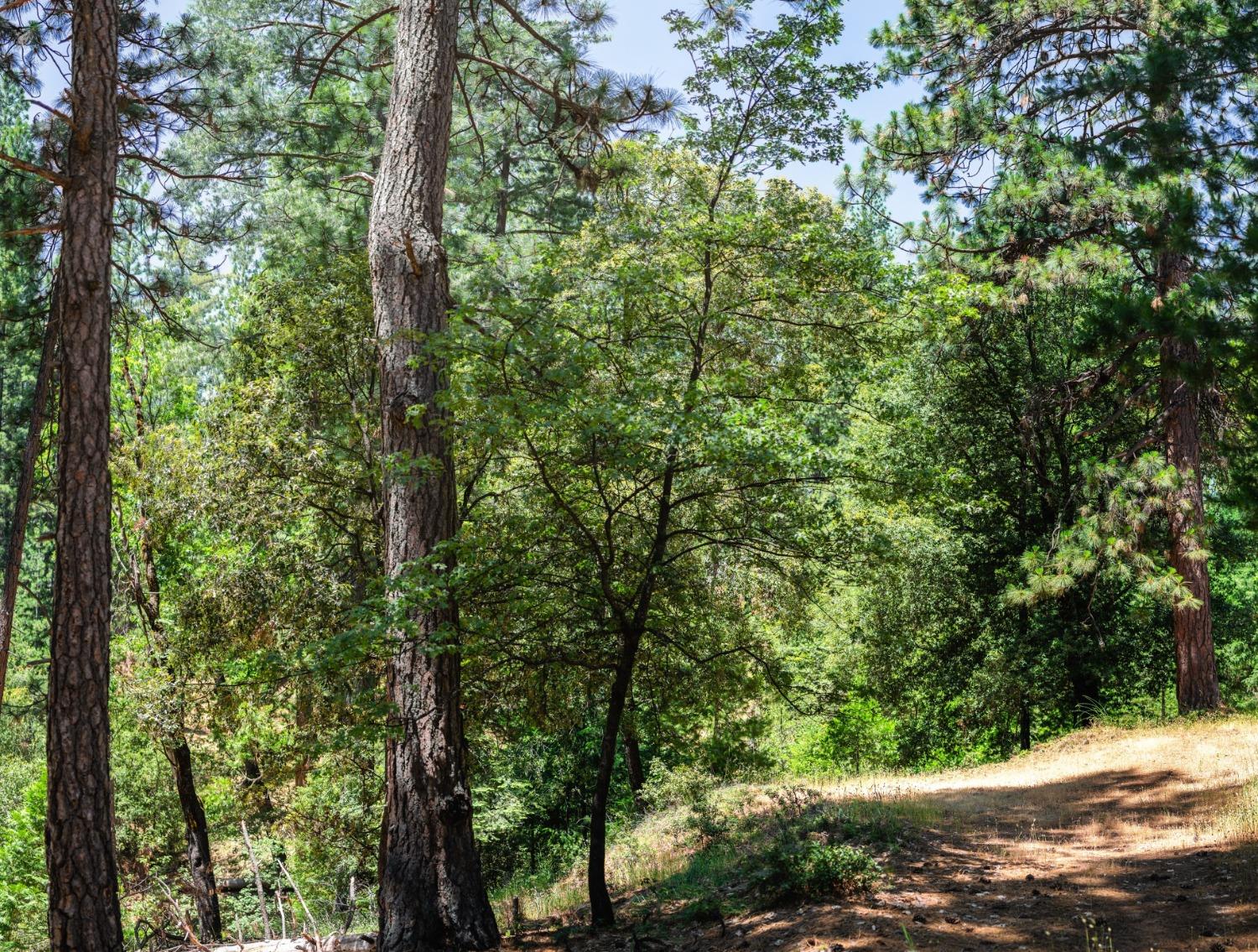 a view of a forest with trees