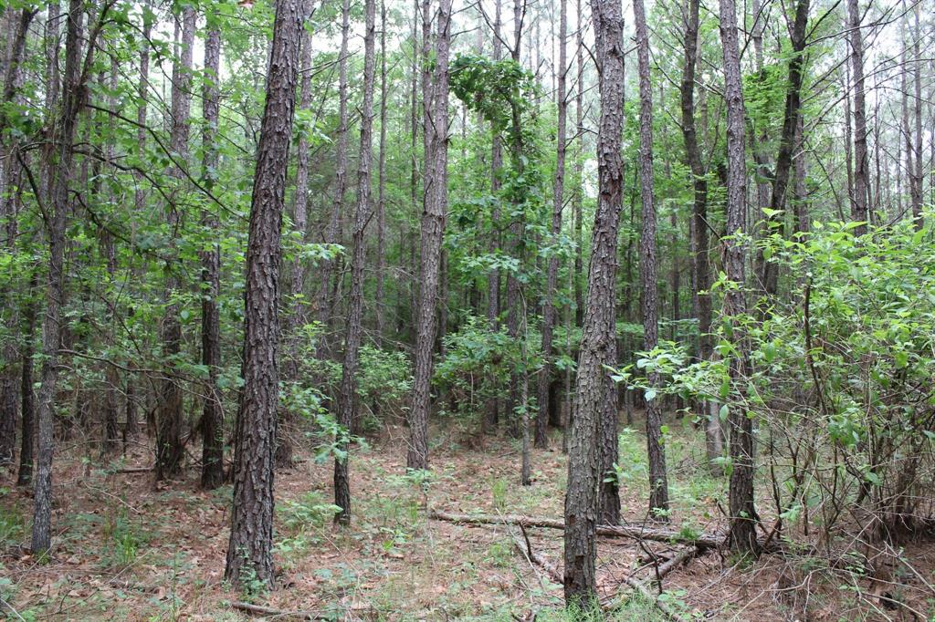 a view of a forest