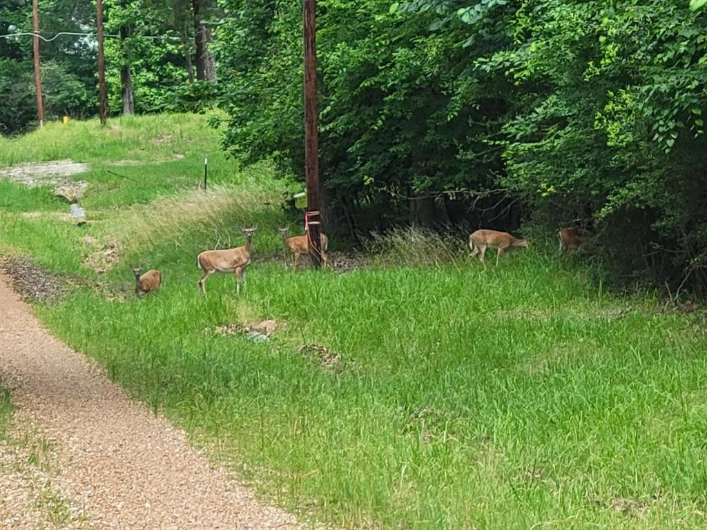 Deer around in Gold Acres.