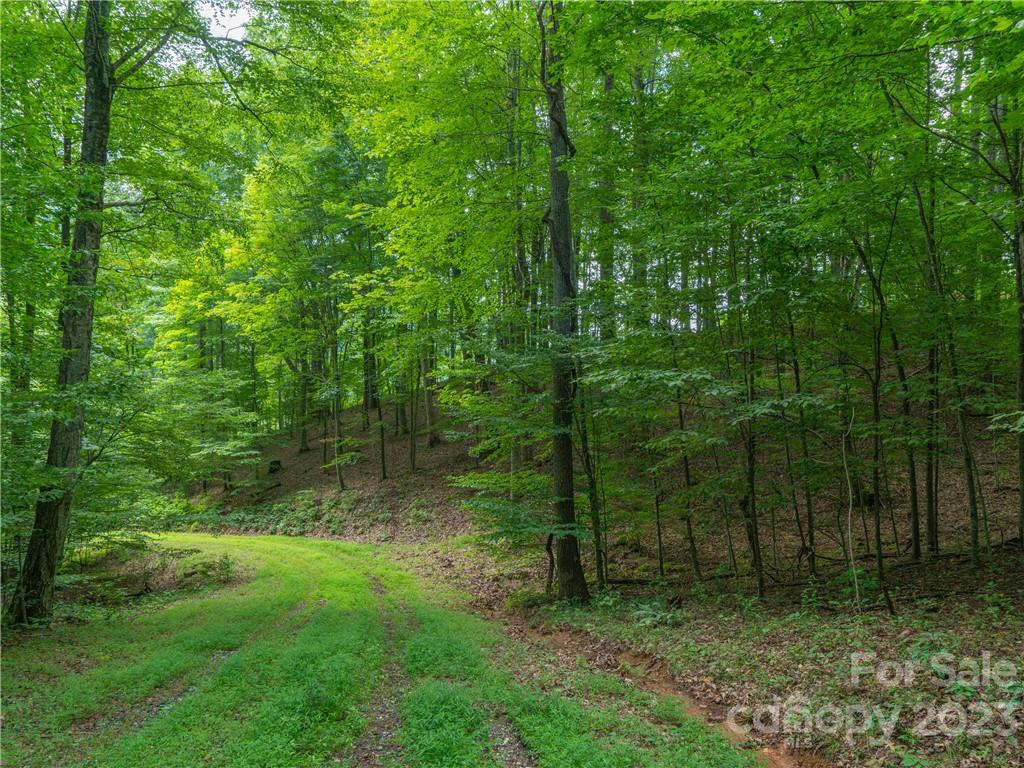 a view of a lush green forest