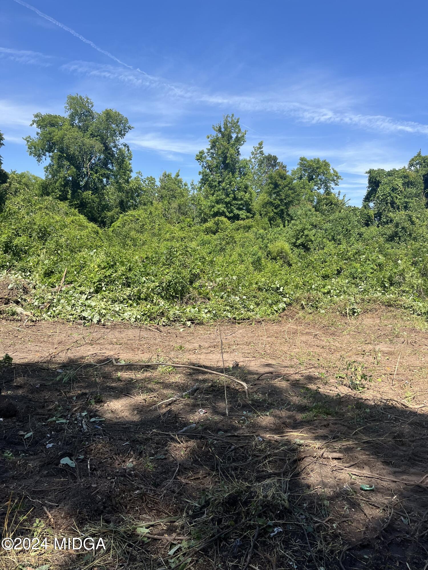 a view of a yard with a plant