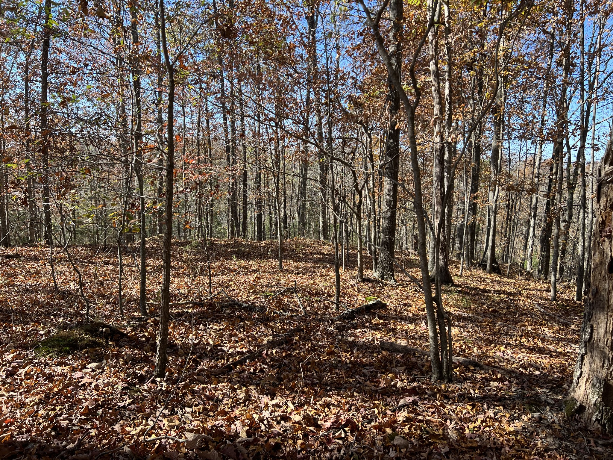 a view of a forest filled with trees