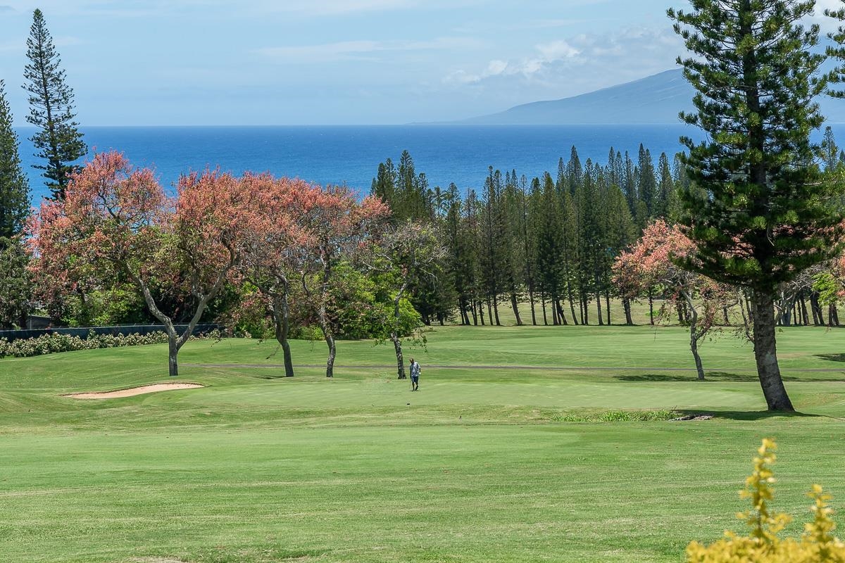 a view of a park with a tree in the background