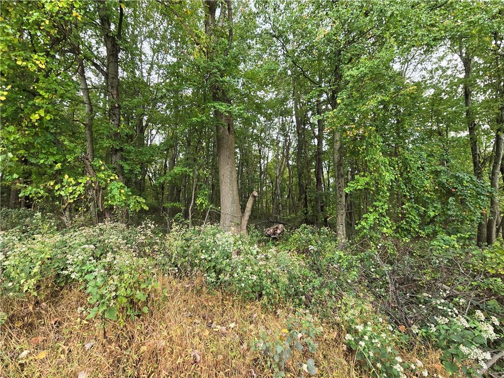 a green field with lots of bushes