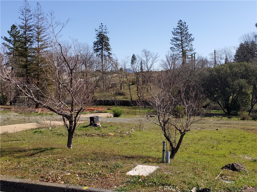 a view of a yard with large tree