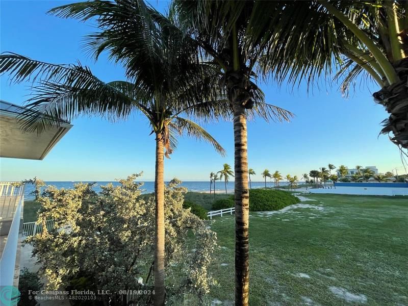 a view of a yard with palm trees