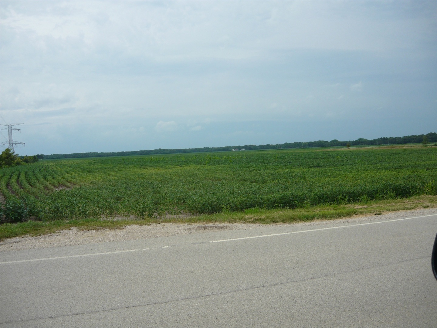 a view of a field with a big trees