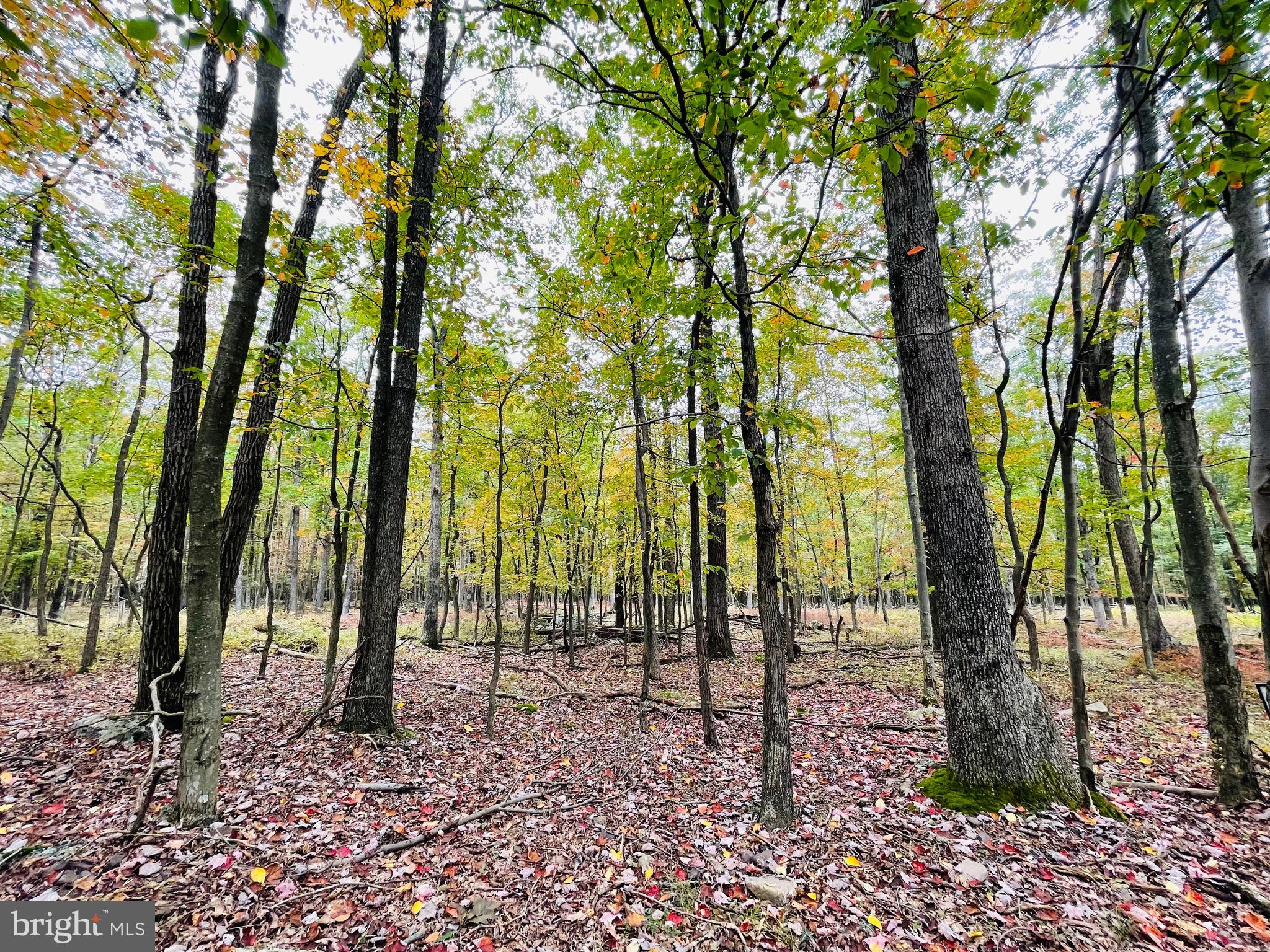 a view of outdoor space with lots of trees