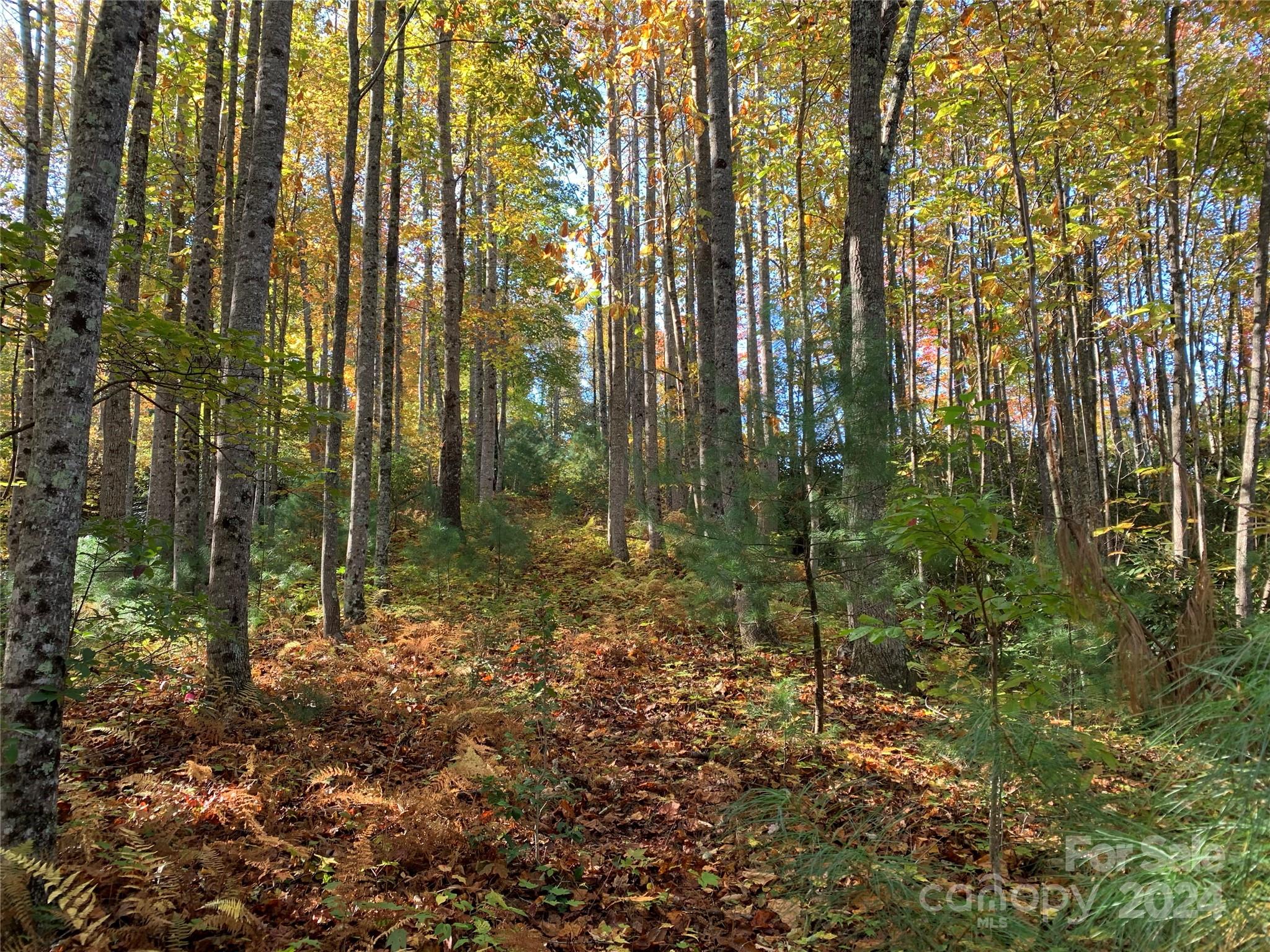 a view of forest