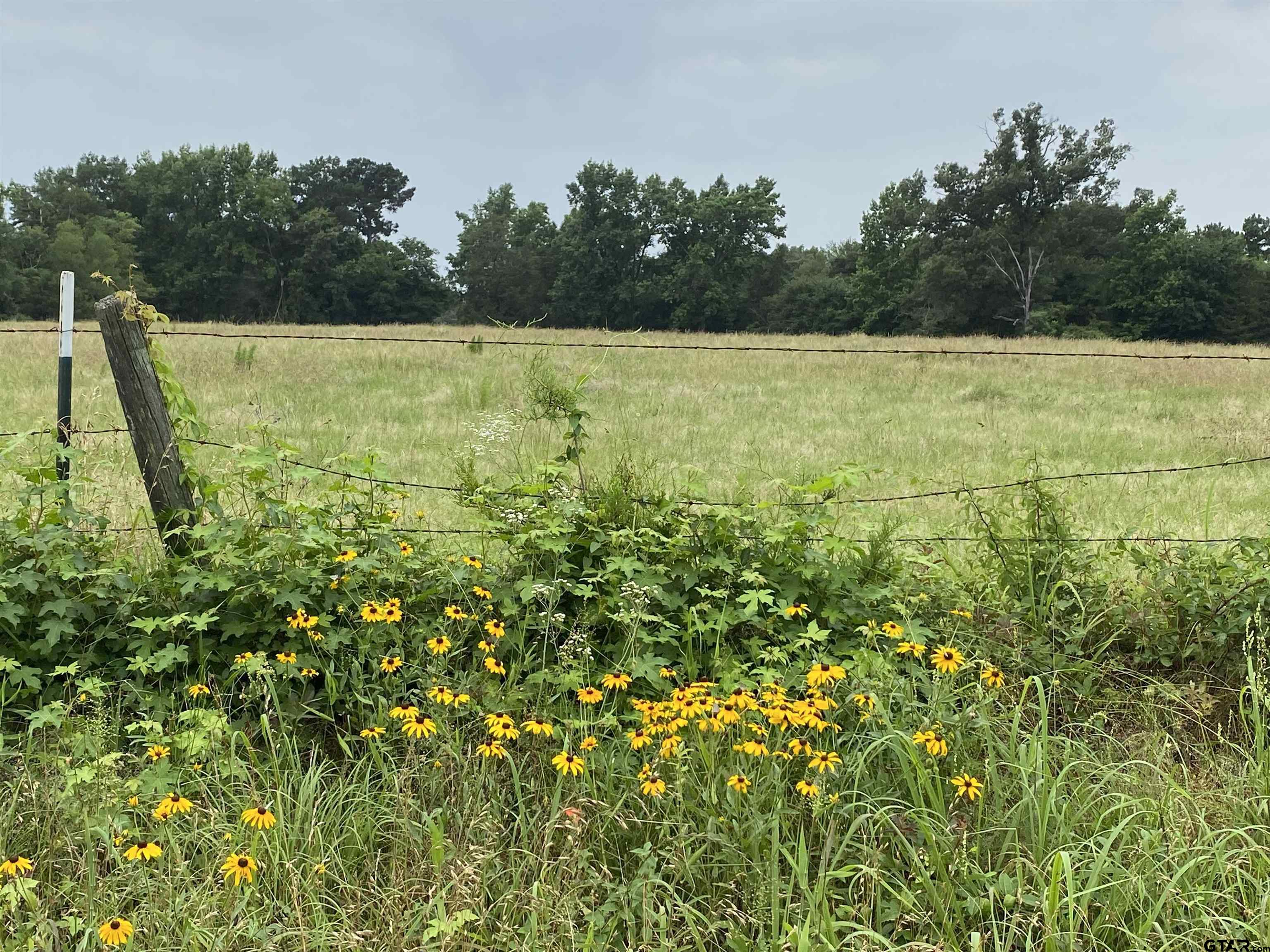 a view of a field with an ocean